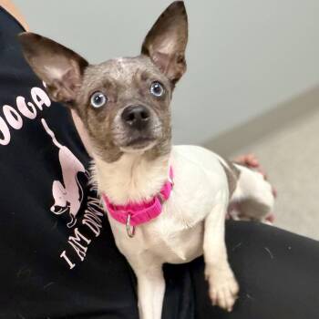 Ria -  Chihuahua Dog for Adoption in Fullerton, Pennsylvania - Ria | PetCurious
