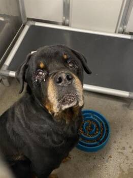 Rescue Rottweiler and Mixed Breed Dogs for Adoption in West Chester, Pennsylvania - Boss | PetCurious