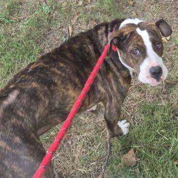 Barbie 2830 -  Mixed Breed Dog for Adoption in Columbus, Georgia - Barbie 2830 | PetCurious