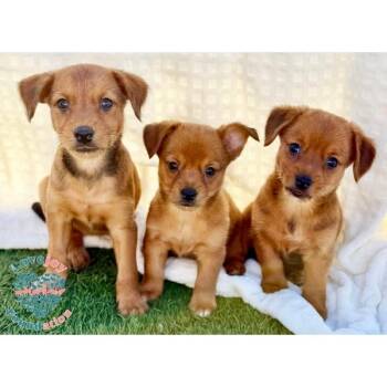 Doris Day Litter -  Corgi and Norfolk Terrier Dog for Adoption in Inglewood, California - Doris Day Litter | PetCurious