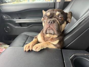 Pip -  French Bulldog Dog for Adoption in Gainesville, Virginia - Pip | PetCurious
