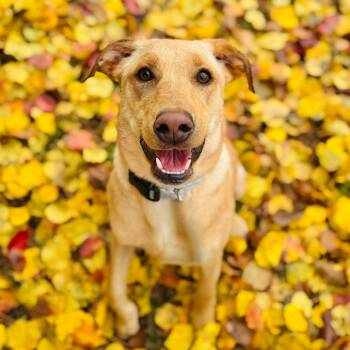 Rescue Labrador Retriever Dogs for Adoption in Brownsboro, Alabama - Atlas | PetCurious