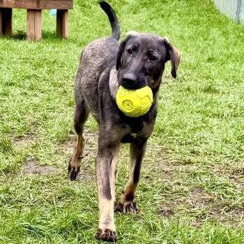 Presley -  Labrador Retriever and Mixed Breed Dog for Adoption in Metamora, Michigan - Presley | PetCurious