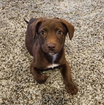 Labrador Retriever Dogs Available for Adoption in Berlin, New Jersey - Dakota | PetCurious