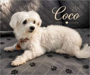 Coco -  Maltese Dog for Adoption in Miami, Florida - Coco | PetCurious