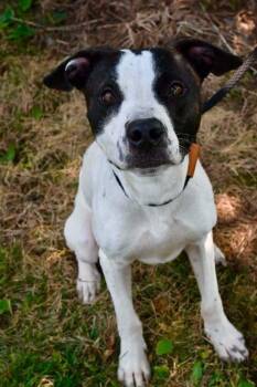 Shrek -  Pit Bull Terrier Dog for Adoption in Bowling Green, Ohio - Shrek | PetCurious