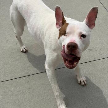 Nina -  Pit Bull Terrier Dog for Adoption in Matteson, Illinois - Nina | PetCurious