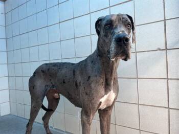 SCOOBY -  Great Dane and Mixed Breed Dog for Adoption in Corpus Christi, Texas - SCOOBY | PetCurious