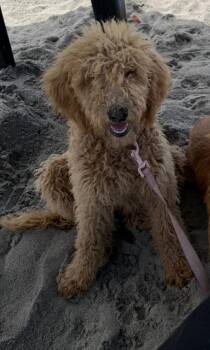 Goldendoodle Dogs Available for Adoption - Peaches~ Spunky Purebred Puppy | PetCurious