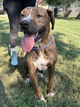 Rescue Boxer and Bull Terrier Dogs for Adoption in Sheridan, Texas - Elvis | PetCurious
