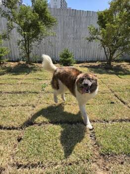 Jindo and Akita Dogs Available for Adoption in Langley Township, British Columbia - TED | PetCurious