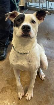 Rescue Pit Bull Terrier Dogs for Adoption in Kansas City, Missouri - Alfalfa | PetCurious