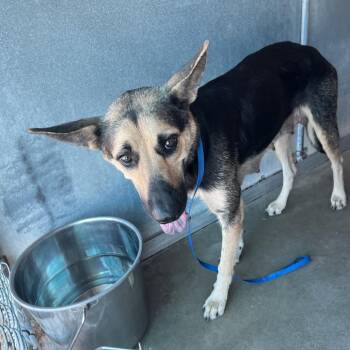 Leah -  German Shepherd Dog Dog for Adoption in Edinburg, Texas - Leah | PetCurious