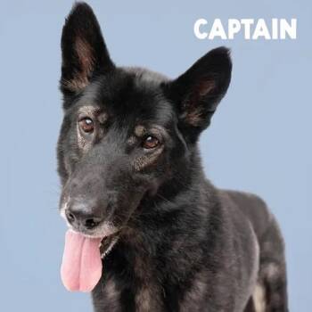 Captain -  Shepherd Dog for Adoption in Oriskany, New York - Captain | PetCurious