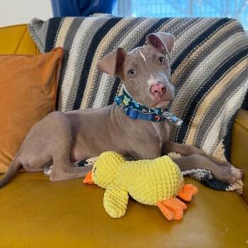 Pit Bull Terrier and Weimaraner Dogs Available for Adoption - Trey Terrific Trio | PetCurious