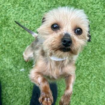 Aries -  Yorkshire Terrier Dog for Adoption in Matteson, Illinois - Aries | PetCurious