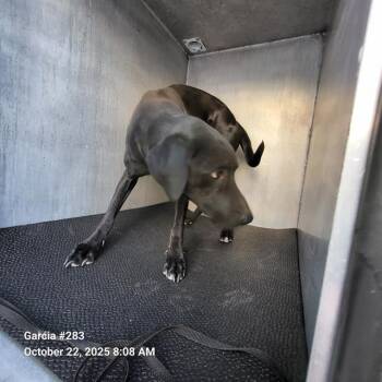 Rescue Labrador Retriever Dogs for Adoption in San Antonio, Texas - MILLER | PetCurious