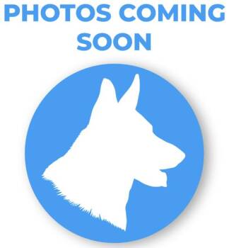 Rescue Shepherd Dogs for Adoption in Encinitas, California - Loaded Piper | PetCurious