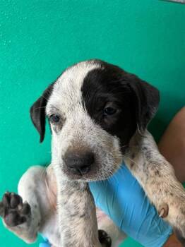 A256465 -  Australian Cattle Dog Blue Heeler and Mixed Breed Dog for Adoption in Visalia, California - A256465 | PetCurious