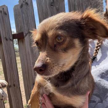 Chihuahua and Mixed Breed Dogs Available for Adoption - Squeegee | PetCurious