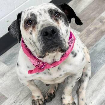 Berry -  Pit Bull Terrier Dog Available for Adoption in Lufkin, Texas - Berry | PetCurious