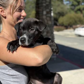 Black Labrador Retriever Dogs Available for Adoption in Los Angeles, California - ARCHER | PetCurious