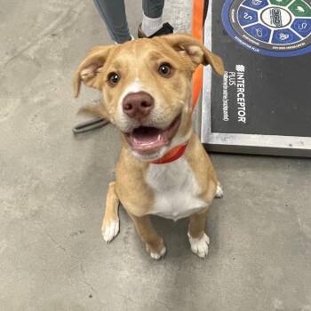 Mixed Breed Dogs Available for Adoption - Present | PetCurious