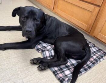 Rottweiler and Labrador Retriever Dogs Available for Adoption in Carroll, Ohio - SCOOTER | PetCurious