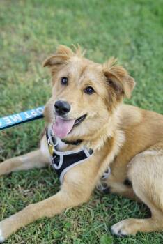 Amelia -  Golden Retriever Dog for Adoption in Pasadena, California - Amelia | PetCurious