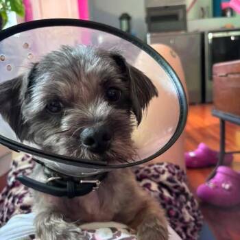 Saint -  Cairn Terrier and Mixed Breed Dog for Adoption in New Orleans, Louisiana - Saint | PetCurious