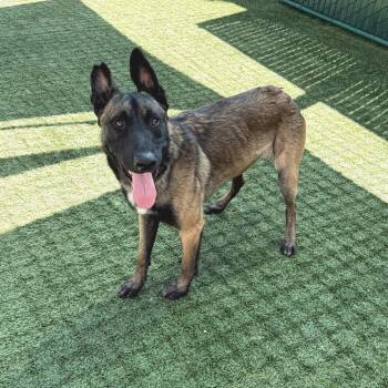 Belgian Shepherd Malinois Dogs Available for Adoption in Pasadena, California - Hank | PetCurious