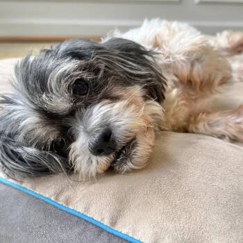 Fantasia -  Shih Tzu Dog for Adoption in Helena, Alabama - Fantasia | PetCurious
