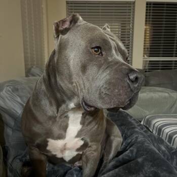 Odin -  Pit Bull Terrier Dog for Adoption in Dallas, Texas - Odin | PetCurious