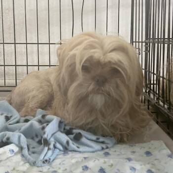 Mixed Breed Dogs Available for Adoption in Leander, Texas - Cortland S4 | PetCurious