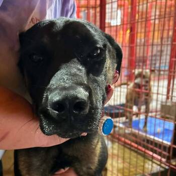 Remmy -  Belgian Shepherd Malinois and Shepherd Dog Available for Adoption in Madill, Oklahoma - Remmy | PetCurious