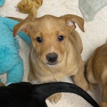 Mixed Breed Dogs Available for Adoption in Roanoke, Virginia - Challah | PetCurious