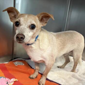 John Boy -  Chihuahua and Terrier Dog for Adoption in Austin, Texas - John Boy | PetCurious