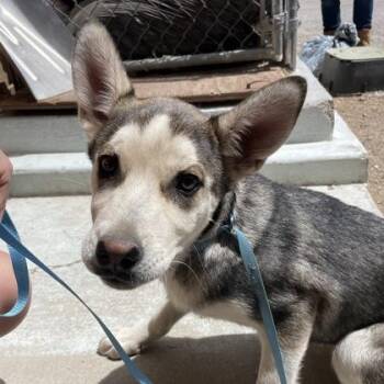 Husky Dogs Available for Adoption in Flagstaff, Arizona - Katherine | PetCurious