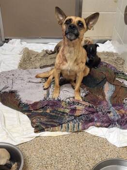 MAMA -  Chihuahua and Mixed Breed Dog for Adoption in Albuquerque, New Mexico - MAMA | PetCurious