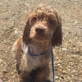Copper cocker spaniel -  Cocker Spaniel Dog for Adoption in Chico, California - Copper Cocker Spaniel | PetCurious