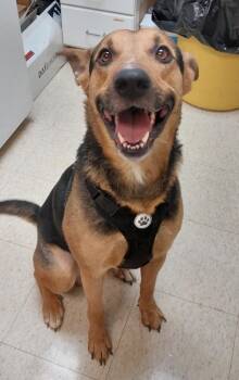 German Shepherd Dog Dogs Available for Adoption in Mocksville, North Carolina - Zoltan | PetCurious