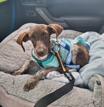 Dachshund Dogs Available for Adoption in Lutz, Florida - Xyla | PetCurious