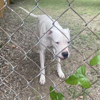 American Staffordshire Terrier Dogs Available for Adoption in San Antonio, Texas - ZOFIA | PetCurious