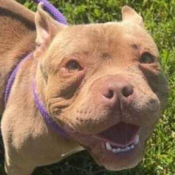 Chewbarka -  American Bulldog and Mixed Breed Dog for Adoption in San Pablo, California - Chewbarka | PetCurious