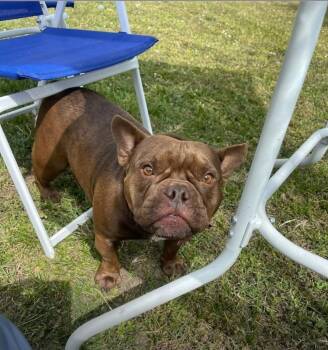 Rescue French Bulldog Dogs for Adoption in Boca Raton, Florida - Zelda | PetCurious