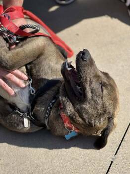 Labrador Retriever Dogs Available for Adoption - Kane | PetCurious