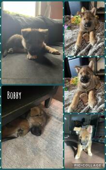 German Shepherd Dog and Husky Dogs Available for Adoption - Bobby | PetCurious