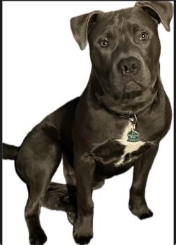 Mixed Breed Dogs Available for Adoption in Douglas, Massachusetts - ‼️BRAXX COURTESY POST‼️ | PetCurious