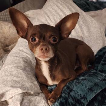 Rescue Chihuahua Dogs for Adoption in Las Vegas, Nevada - Ham | PetCurious
