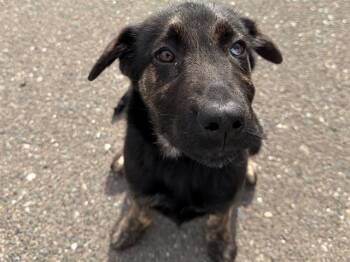 Catahoula Leopard Dog and Mixed Breed Dogs Available for Adoption - SAWYER | PetCurious